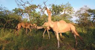 قطع الأشجار البرية المخالف للقانون سواء لأخشابها أو اوراقها يتم بعيدا عن الشوارع العامة مماأدى إلى تناقص المراعي وأجبر الحيوانات على الرعي قرب الشوارع. 
بالتالي زراعة الأشجار في حواف الأودية وبعيدا عن الشوارع يساعد على حل مشاكل كثيرة ع المدى الطويل. 

#تشجير_عمان
#الجمال_السائبة