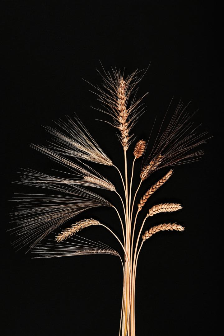 👨‍🎓🌾👨‍🌾📌
Scientists begin building an encyclopedia of their genes.
- There are more than 560,000 #wheat varieties. 
PICTURE =&gt; #IPK Andreas Bähring
#genebank #bankgenów #biodiversity #bioróżnorodność 
#hodowlaroślin #plantbreeding #foodsecurity #barley
cosmosmagazine.com/earth/agricult…