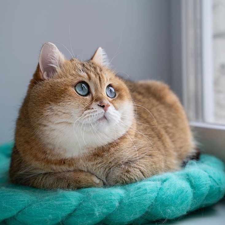 LoveCat03865841's tweet photo. Cutešššā¤
ā¢
ā¢
ā¢
Tag someone who loveš
Follow @LoveCat03865841
ā¢
ā¢
#catpet #catworlds #catsad #cat #cats #catmemeoftheday #instacat #coffeecat #catlifethuglife #catlifes #catlifeisgood #goodcatch #catpins #catpawcommunity #catplugsĀ #catprint #catpeopleproblems https://t.co/av722TjyJw