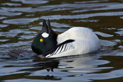 Chris: 3/5Another case of Surreal-Duck Dominance. I would love to believe that this bunny is a rad swimmer, but I can't help but see a crazed duck that has been freed from an aquatic portal. He has been sleeping in R'lyeh and he has awoken. Points added for the yellow eye.