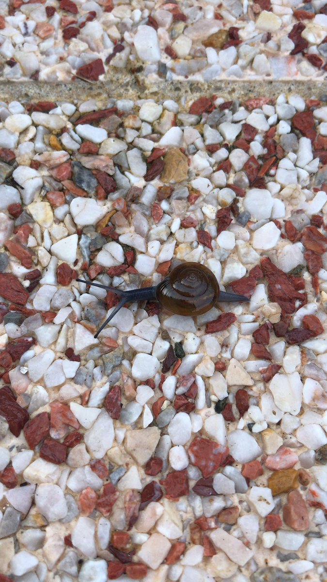 fred_om28's tweet image. Petit escargot porte sur son dos sa maisonnette🎵🎶
Seul les vrais connaissent 
#chansonnette