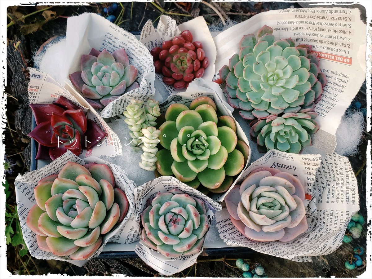 トット シーンズ 神戸 そしてこちらは Bセット セット価格 4650 円 税 当店の上代価格5300円相当の商品です 韓国苗8種 カット苗 パステル ファンタジーのカット苗 トットシーンズ 近日発売 韓国苗セット 多肉植物販売