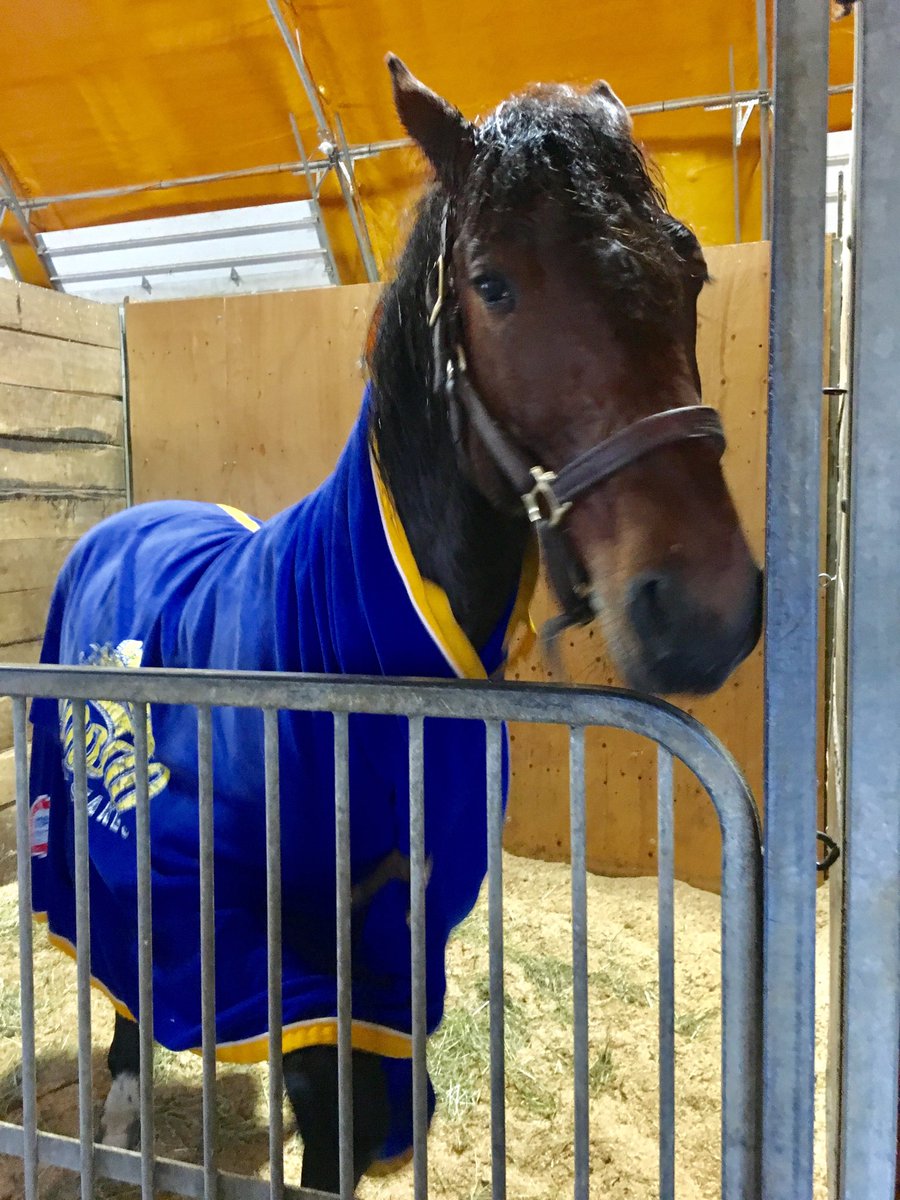 LusiAndAlbert's tweet photo. Share a smile with young Magical Arthur. Happy Friday! #horselover #coltsrock #fullforelock #MagicalAlbert’snephew ⁦@uofg⁩ ⁦@OntVetCollege⁩ ⁦@TheStableCanada⁩ ⁦@USHWACanada⁩ ⁦@MohawkCollege⁩ https://t.co/RO8ul3Na7f