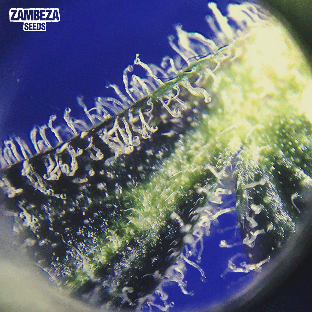 Trichomes are the jewels on the crowns of the #cannabis plant👑

These microscopic glands are what it's all about when growing and enjoying marijuana. Look at this ones from our Power Plant XL autoflowering😍

Visit👉zambeza.com