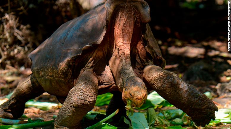 Черты приспособленности слоновой черепахи
