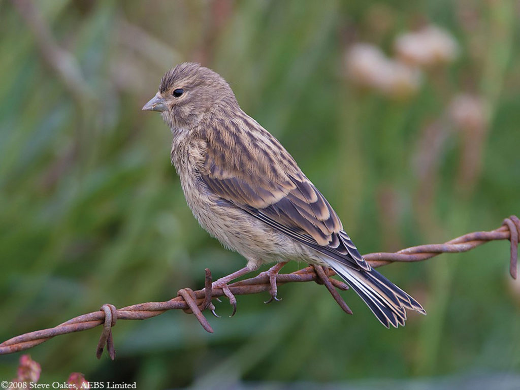 🔎Check out the incredible story of how Graham Denny has turned his 200-acre Suffolk Farm into an oasis for one of our most threatened birds 🏆🐦

➡️workingforwildlife.co.uk/case-studies/l…