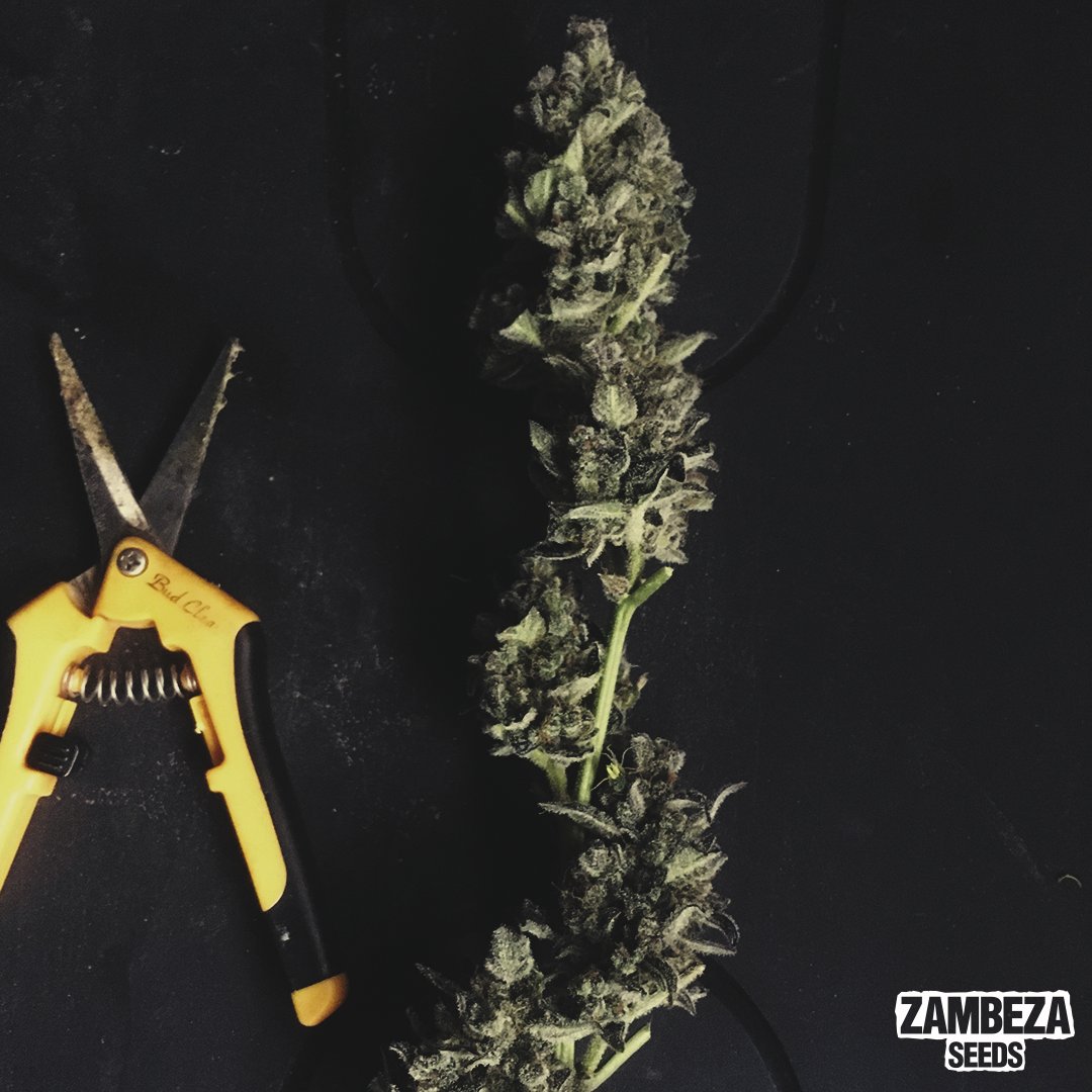 Your #cannabis plant is full-grown and is now ready to harvest.  But wait, you're not done yet. Two very important steps follow the #harvesting processCara atónita

How do you dry and cure your cannabis #buds?

This Zambeza guide can be helpfu👉bit.ly/2VeVv7D