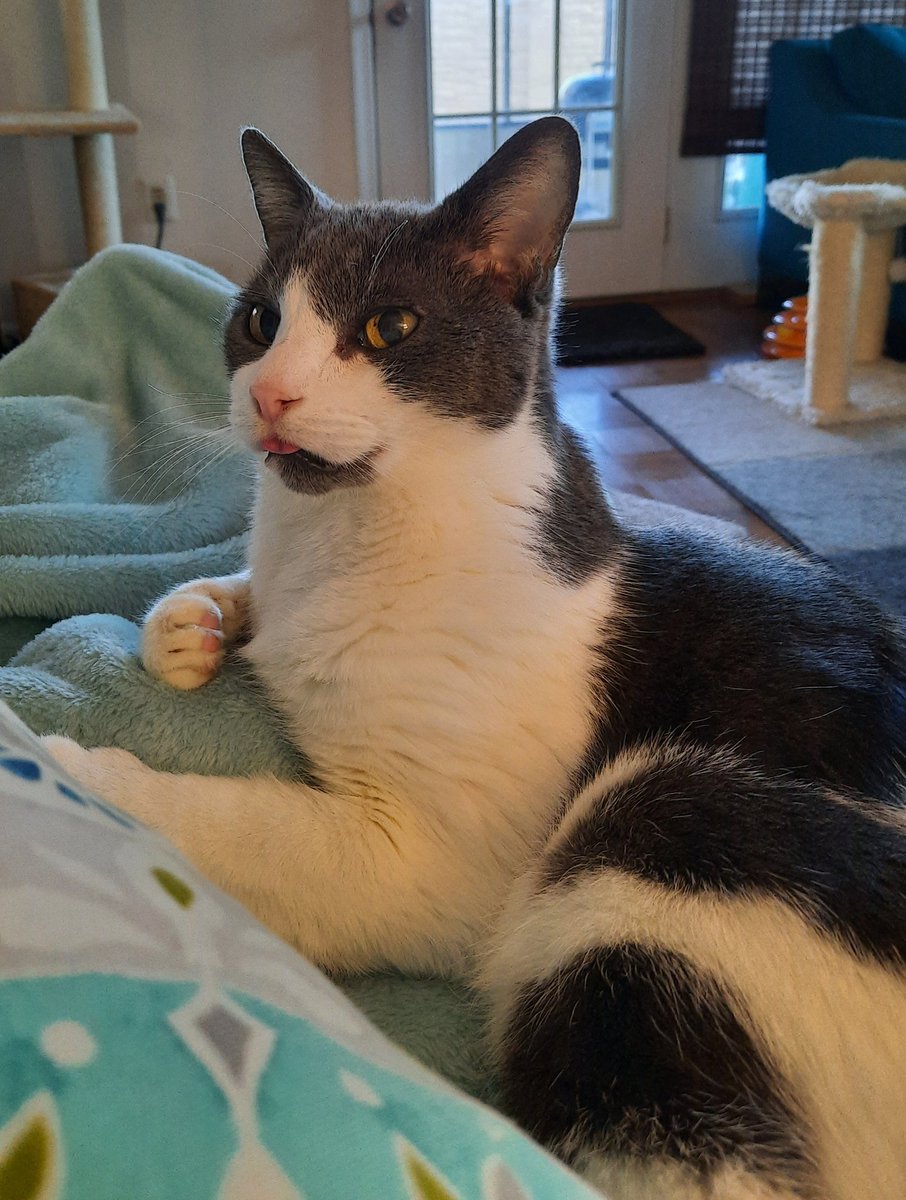 jasperthecat0's tweet photo. Blep :-) https://t.co/g6uN810lFb