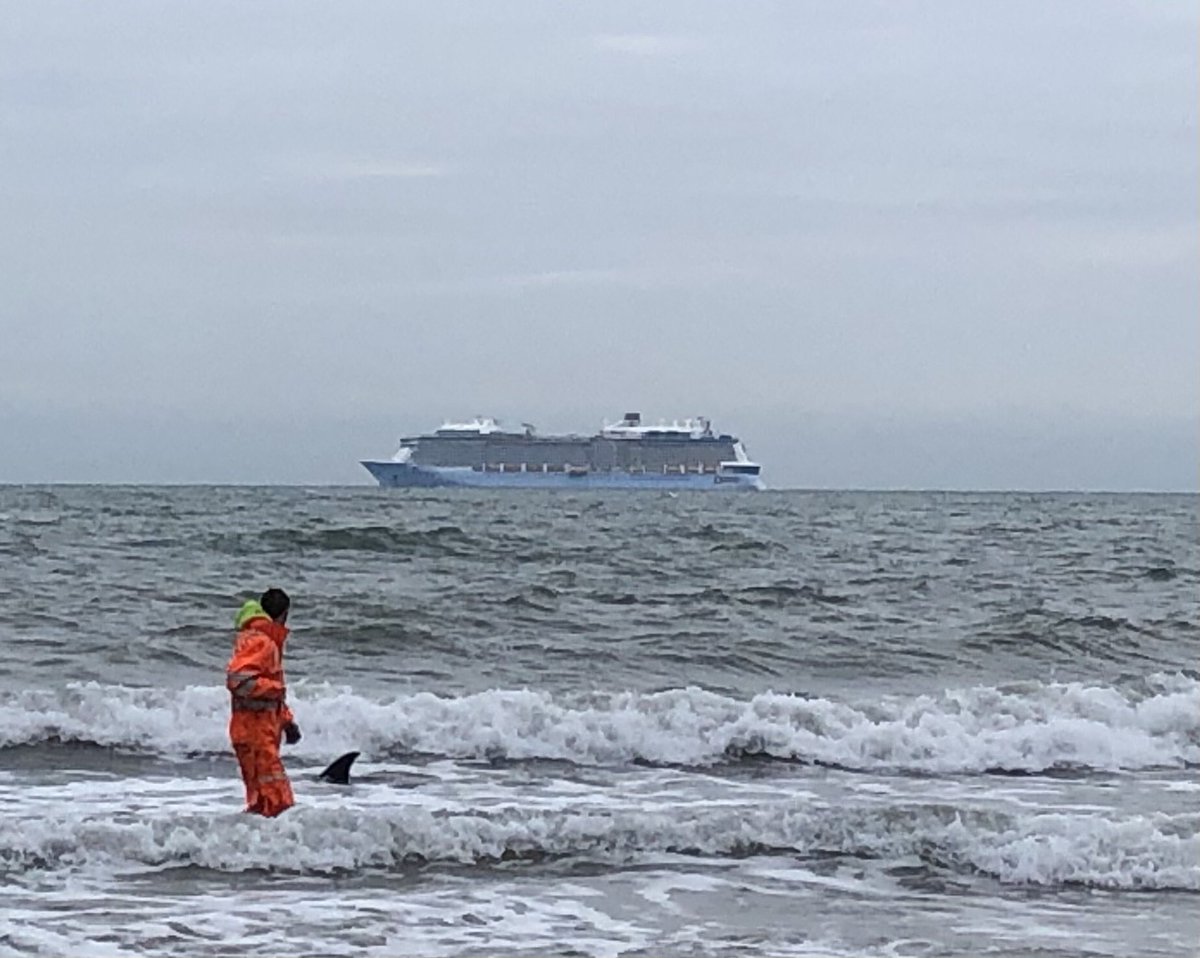 julesmchamish's tweet photo. ⁦@Bournemouthecho⁩ dolphin/ porpose stranded on Bournemouth Beach. Coastguard on the way to help ../1 https://t.co/RS241FMhPL