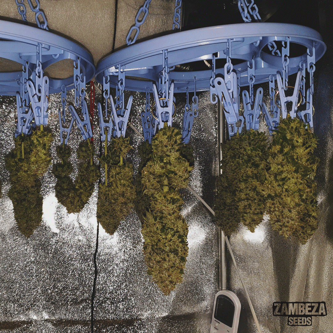 Nice idea to dry your #cannabis buds!

How do you do that? Give us some advice👇😜

Those ones from📸daanbuds you can follow full diary on <a href="/GrowDiaries/">GrowDiaries</a>