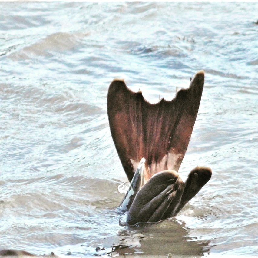 uyDIsrU's tweet photo. Sos Fins and Flukes 🌊🐬🐳🐋🐟💙🆘️🖤☠🇬🇧🏄‍♂️🏄‍♀️ https://t.co/NF0tP3EVSH