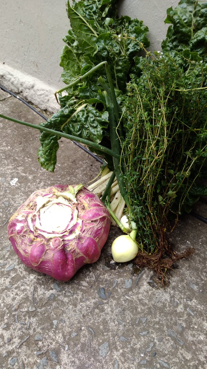 sophakathi22's tweet photo. #gardening #veggies #organic #freshgoodness 👏👏🙌🙌 #bigTurnip😱 https://t.co/gsTHBe385p