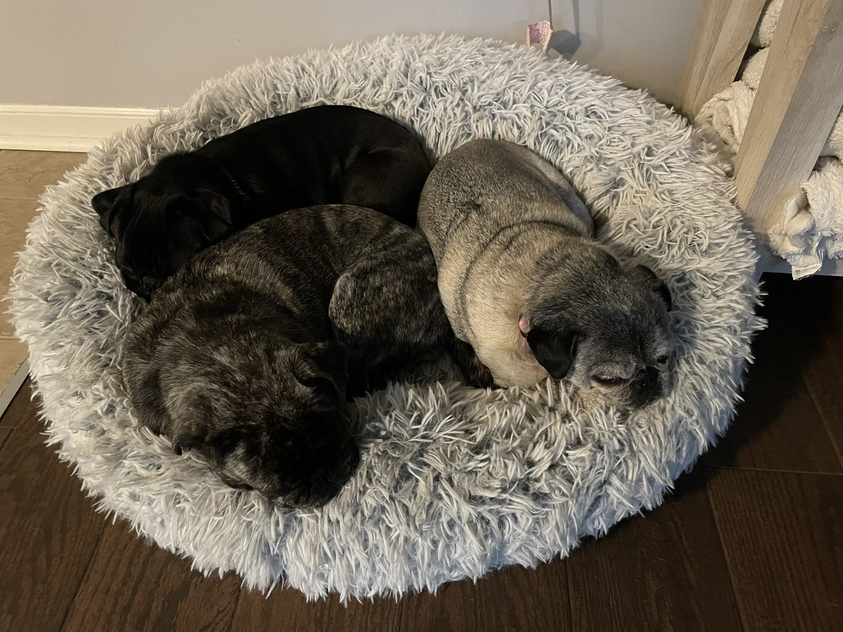 Sleepy pugs.