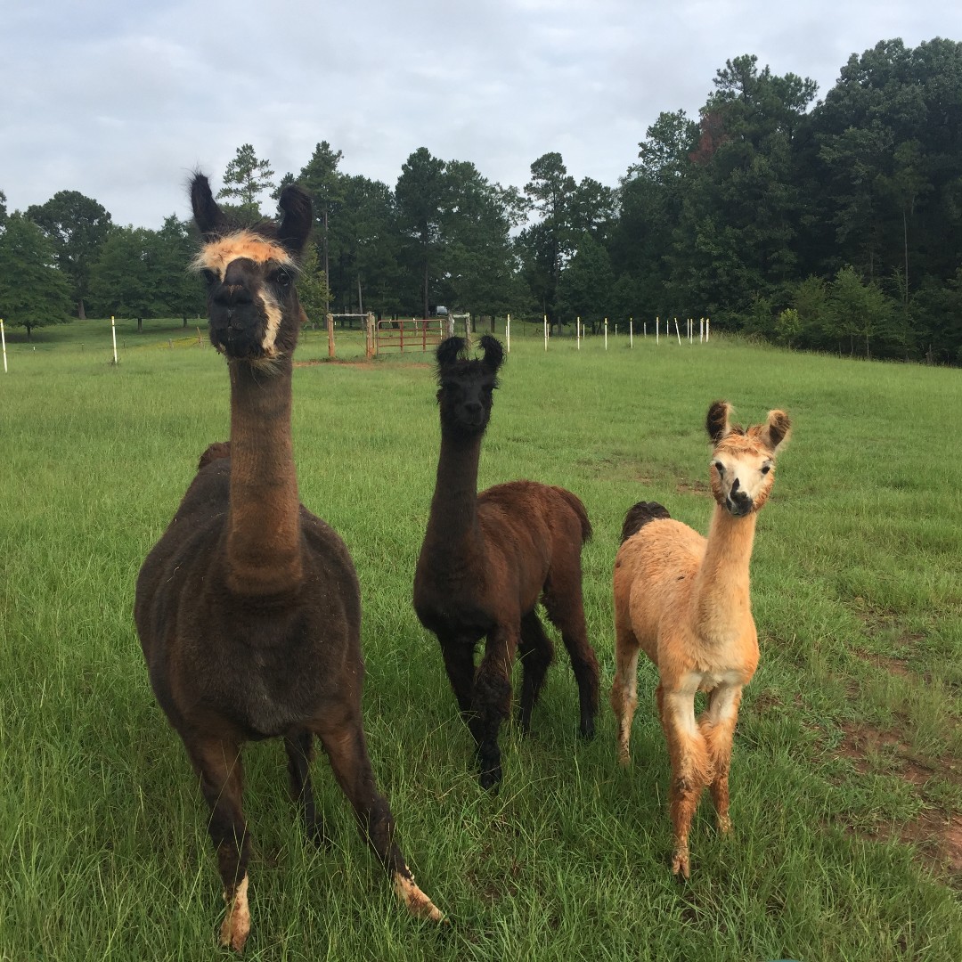 VisitOld96SC's tweet photo. Meet our favorite #llamas! From left to right, we have Kuzco (the leader,) Batman, and Robin (Batman's biggest fan.) You can visit them at Hard Earth Farm in Modoc, SC. #farms #exploreold96 https://t.co/XeDOZ4Iej1