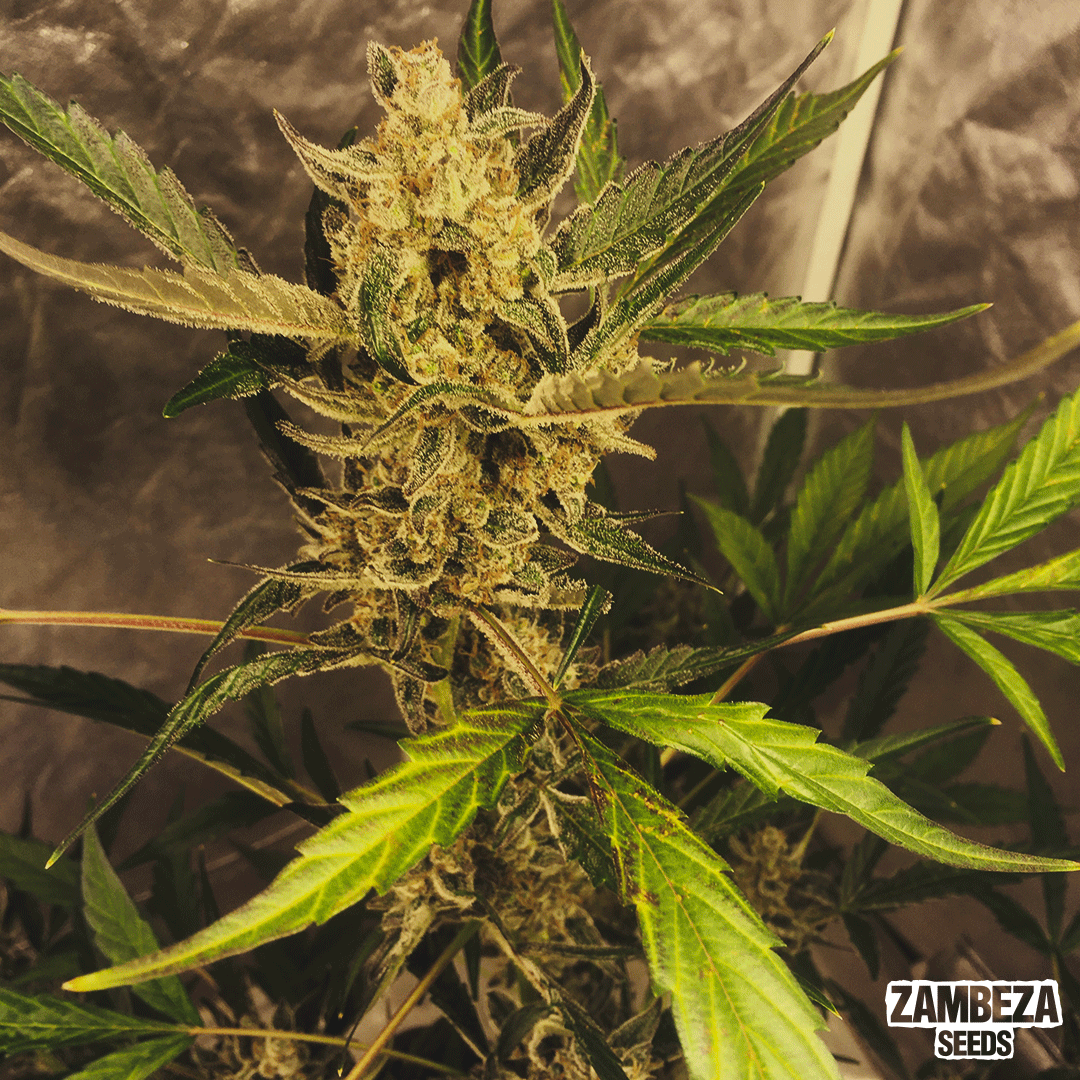 If you want to grow a strong and powerful hybrid in a short period of time, Power Plant XL auto is the one👊

What do you think about this one?😲