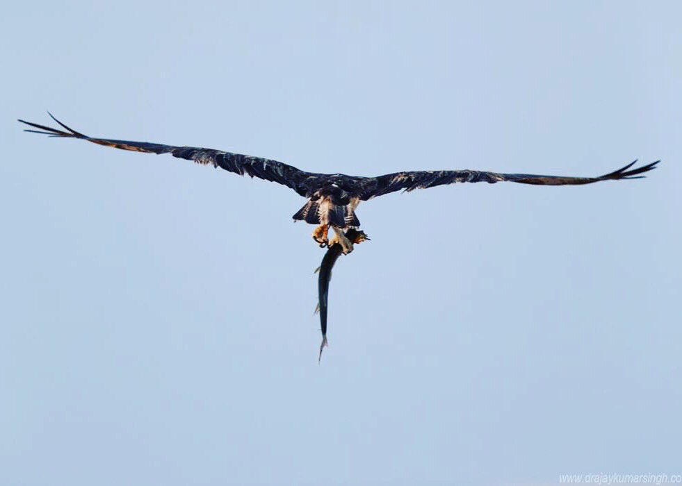 Draksphotos's tweet photo. Osprey with fish, Bahrain
#Osprey #hawk #RiverHawk #FishHawk #fish #wildlife #bahrain #IndiAves #AvisBase #Naturephotography #birds https://t.co/YiGSpHKBmh