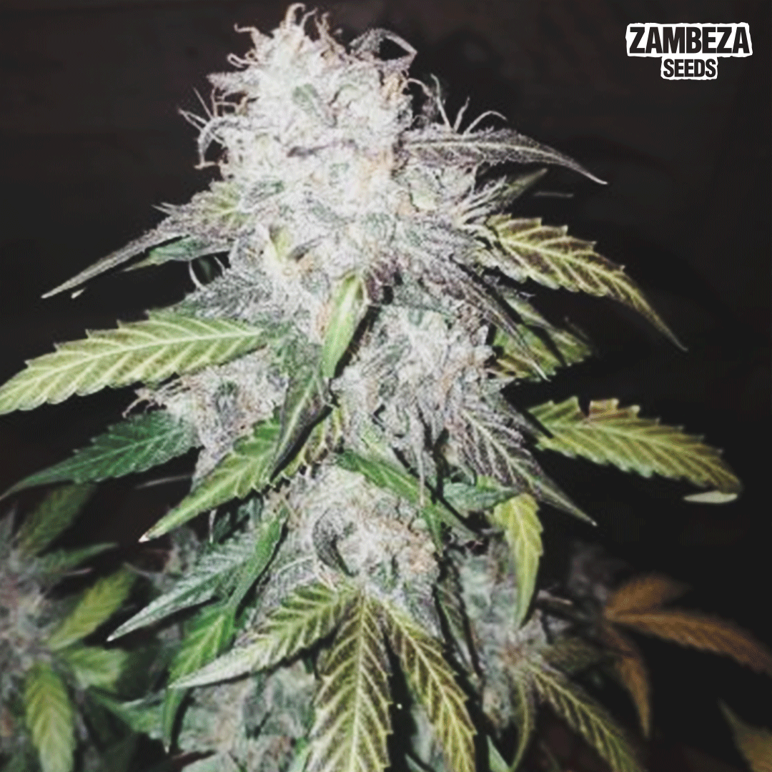 We believe i frosty ones❄

Nice job 📸concretejunglegrowers6