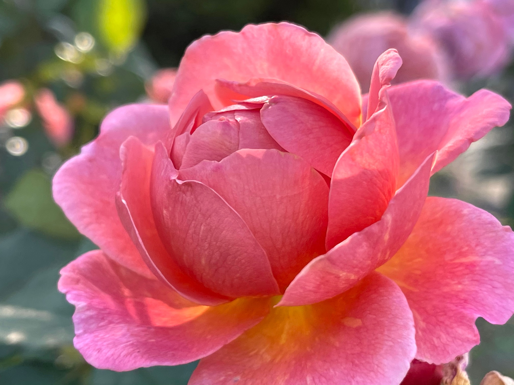 Iwa1122rose 薔薇は かおりかざり Rose Kaori Kazari Good Night 素敵な夢を Roses バラ 茨木市 若園公園 かおりかざり Rosesgarden ガーデニング T Co Cax8qf1wfd Twitter