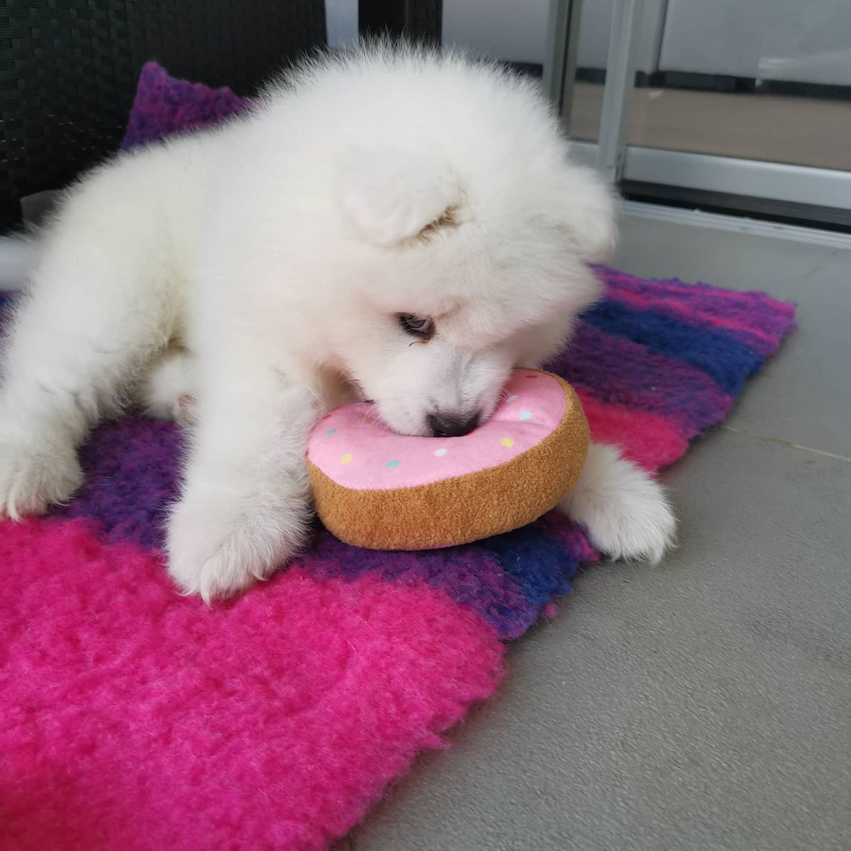 SamoyedWhiskey's tweet photo. #samoyed https://t.co/OLiPHJcA5s