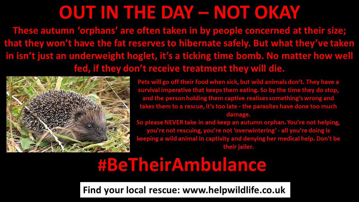 The_Tardis_Toms's tweet image. ‼️TWITTER STORM ‼️ 7pmUK time. Here’s your chance to help, please quote the hashtag #BeTheirAmbulance to raise awareness about autumn #hedgehogs and attach one/some of the photos, TY.  #hedgehog @StevieEvilCat @AlanDaffern @eeeeclare @gromekcat @DCKitty @phycoinsc @georgella13
