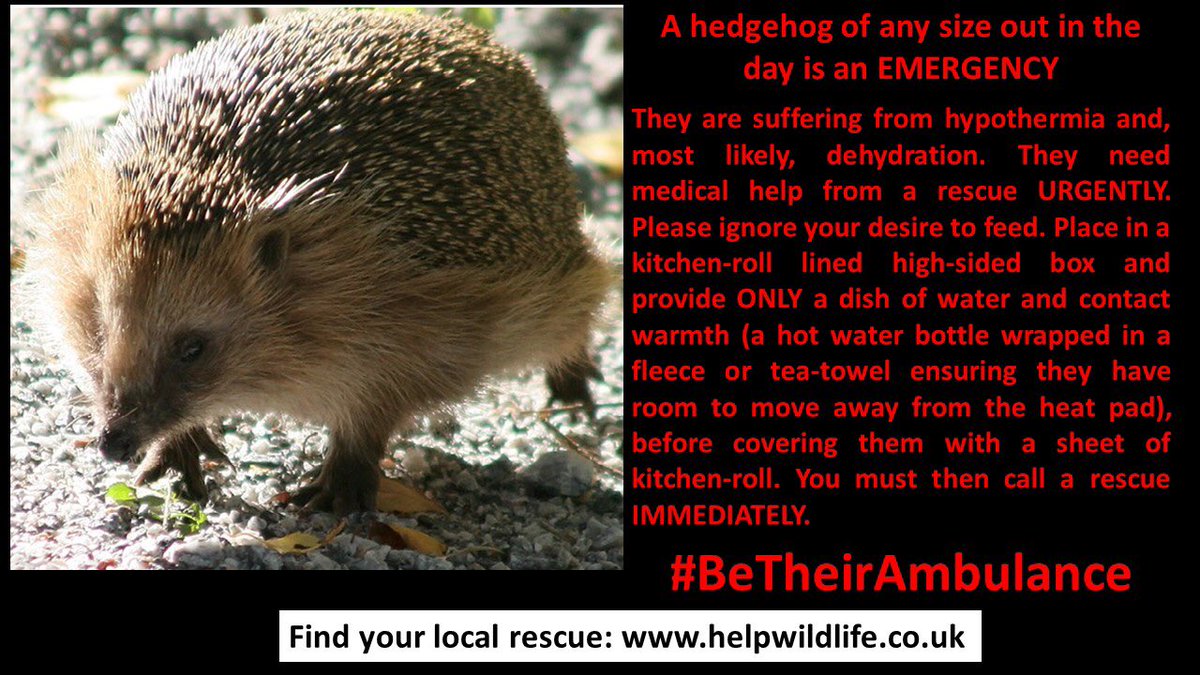 The_Tardis_Toms (@the_tardis_toms) on Twitter photo ‼️TWITTER STORM ‼️ 7pmUK time. Here’s your chance to help, please quote the hashtag #BeTheirAmbulance to raise awareness about autumn #hedgehogs and attach one/some of the photos, TY. #hedgehog <a href="/StevieEvilCat/">StevieEvilCat</a> <a href="/AlanDaffern/">John David Alan Daffern and Davey d...all grown up</a> <a href="/eeeeclare/">Bean</a> <a href="/gromekcat/">Angel Gromek still ruler of da universe</a> <a href="/DCKitty/">AngelDominique 🌻🇺🇦</a> <a href="/phycoinsc/">😇 Angel Mandu 😇 & Mom ❤️ & 🧶 Baby Holly 🧶</a> <a href="/georgella13/">G&E 😺🌈💔🐱🌈</a> ‼️TWITTER STORM ‼️ 7pmUK time. Here’s your chance to help, please quote the hashtag #BeTheirAmbulance to raise awareness about autumn #hedgehogs and attach one/some of the photos, TY. #hedgehog <a href="/StevieEvilCat/">StevieEvilCat</a> <a href="/AlanDaffern/">John David Alan Daffern and Davey d...all grown up</a> <a href="/eeeeclare/">Bean</a> <a href="/gromekcat/">Angel Gromek still ruler of da universe</a> <a href="/DCKitty/">AngelDominique 🌻🇺🇦</a> <a href="/phycoinsc/">😇 Angel Mandu 😇 & Mom ❤️ & 🧶 Baby Holly 🧶</a> <a href="/georgella13/">G&E 😺🌈💔🐱🌈</a>