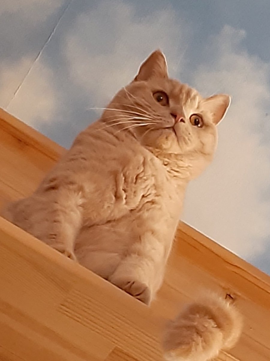 猫カフェちぐら 今日の猫カフェちぐら 完全に上から目線です 新潟 猫 猫カフェ 猫カフェちぐら 今日の猫カフェちぐら 完全に上から目線です 新潟 猫 猫カフェ