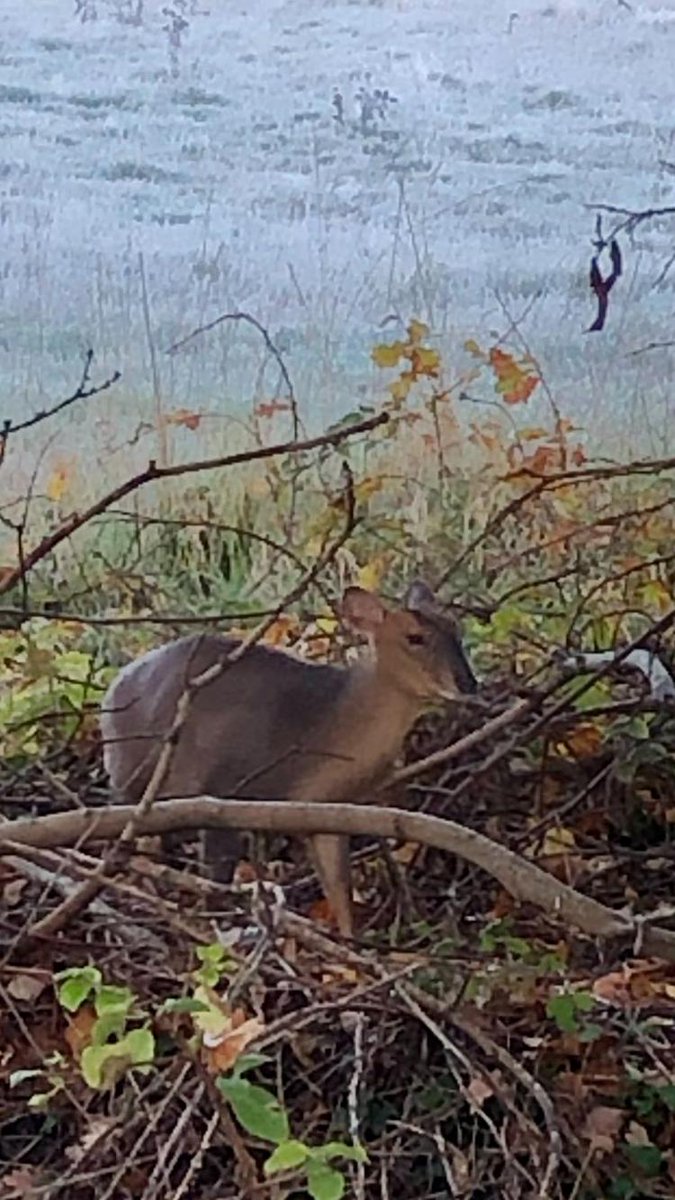 @LeedsMuseums My lovely sister sent me a picture of a visitor to her garden this morning That was good 😍