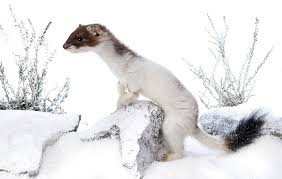 damagecatp's tweet photo. ENEMY LINES - why are the weasels looking for Dorothy's baby? https://t.co/dchYZGgoyh