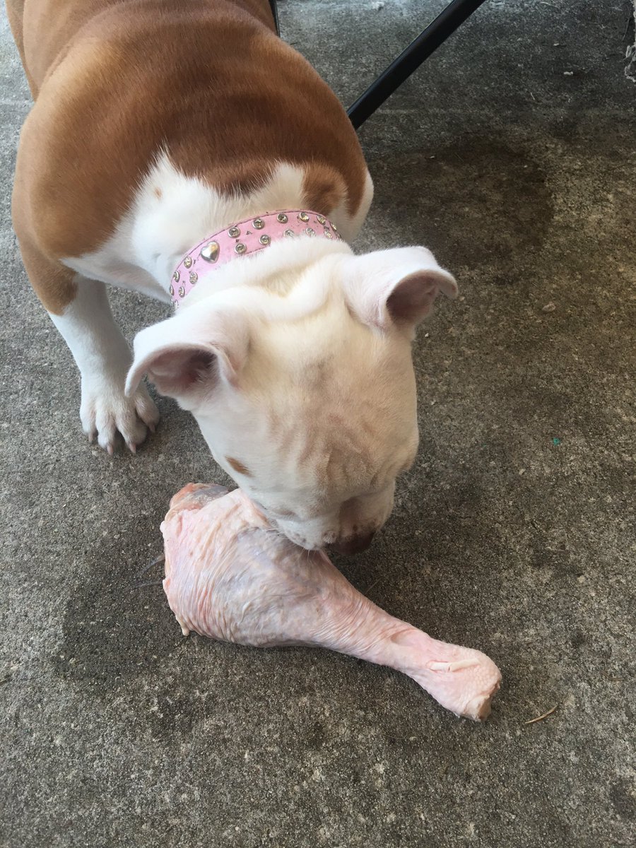mabelmay0813's tweet photo. My FIRST thanksgiving and my human mom gave me a giant chicken leg! ❤️🐶🐾 https://t.co/ULmxNhsrEn