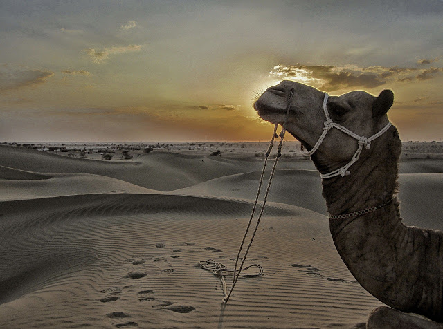 TitlyyT's tweet photo. India Travel Stories : Desert of India - JAISALMER https://t.co/1f3VnPEwnC 

#IncredibleIndia @my_rajasthan  #ExploreIndia https://t.co/CQbCOYaS59