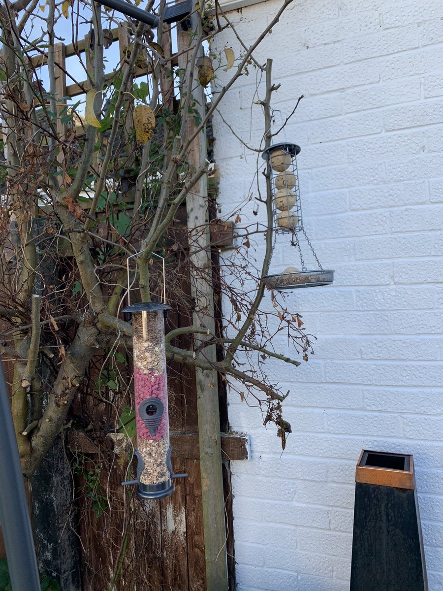 scottychu's tweet photo. Every year we ave this Robin that comes in the garden. And every year I say I’m gonna get home food but never do, so I committed. I’m Mary Poppins Y’all. #feedthebirds #nature #birds #twitcher #birdtwitcher #gardenfeeders #geek #gaygeek There’s also a little tray for the squirrel https://t.co/8YdlfUp9Oq