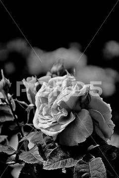 PagineWeb's tweet photo. Macro shot of a rose in Hyde Park in London. Black &amp; White close-up photo. 
https://t.co/G5rJqini0k
#blackandwhitephotography #roses #nature #photography #stockimages #stockphoto #flowers #London #PagineWeb https://t.co/W0vLVvTzuP