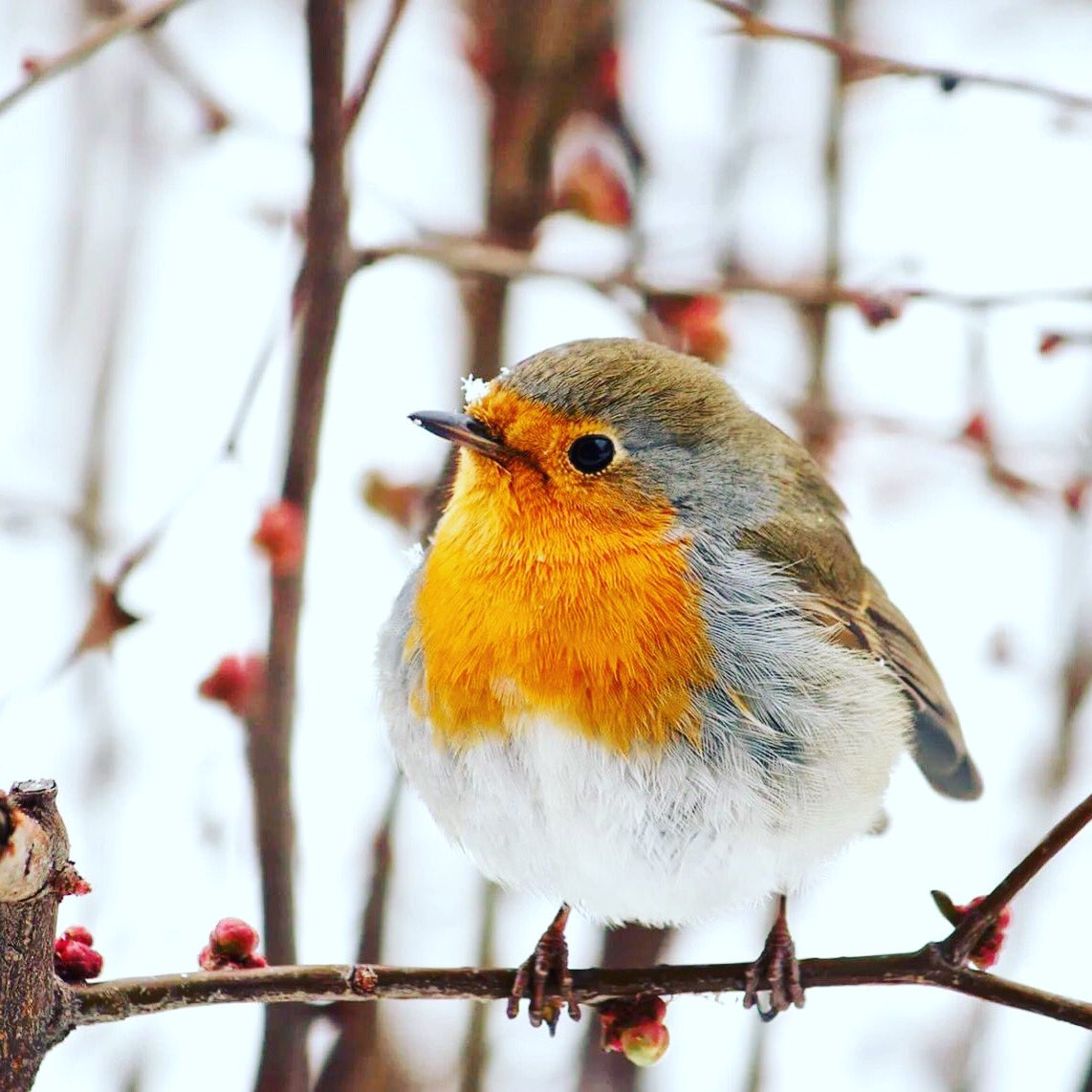 Lets not forget about our little feathered friends this winter! 🐦❄️ Just a reminder that we have a full range of bird feed, feeders and lots more! 🥰