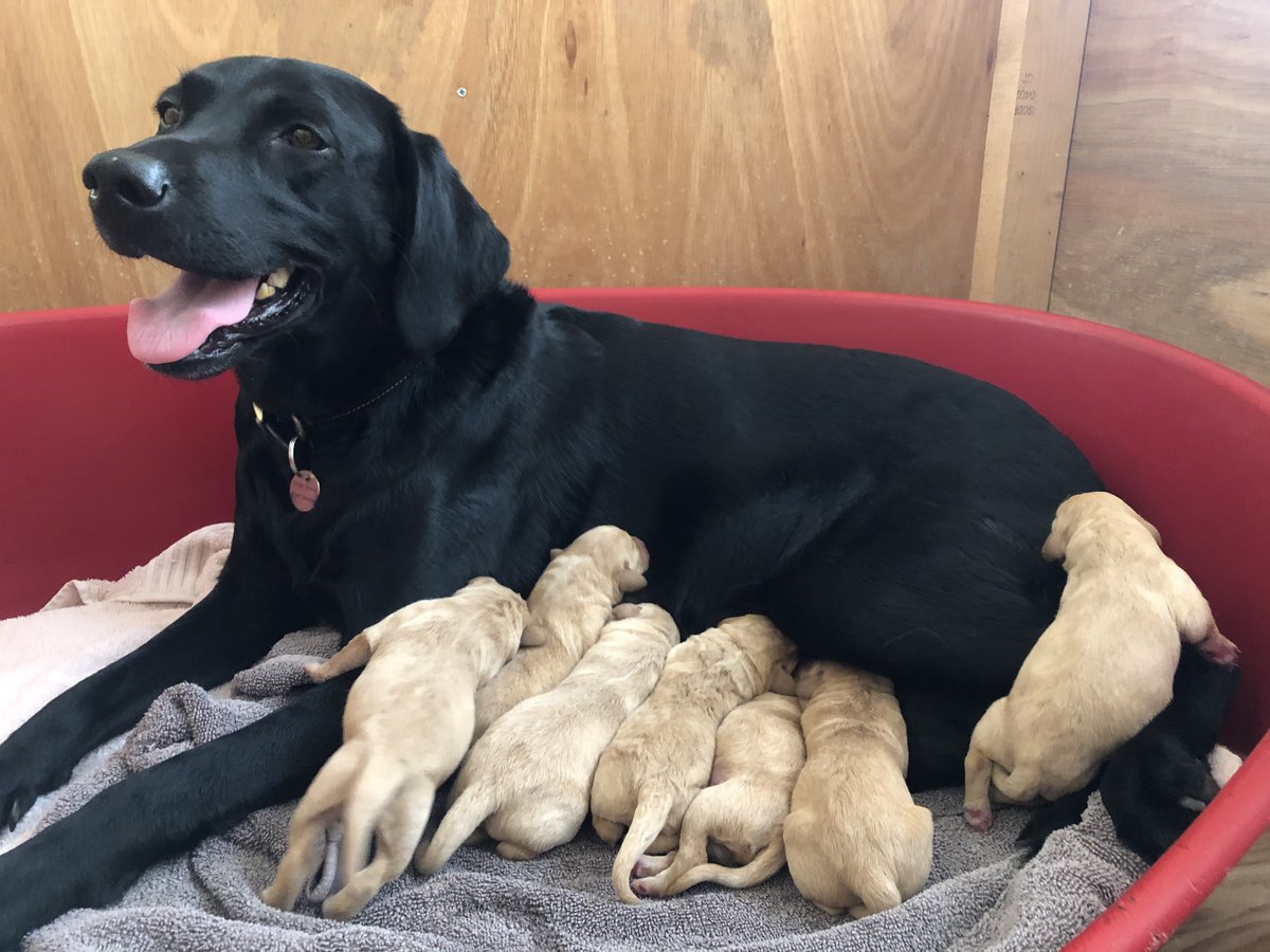 HIT_MD1's tweet photo. A huge @HITTraining @Connect2Care welcome to the latest #HITbaby x 9 courtesy of the beautiful Penny whose human Lorraine works in our HR team. Penny has been known to put in the odd shift at #HITHQ herself & we are delighted to welcome her 7 yellow & 2 black pups to the world π https://t.co/5cezlbx2tA