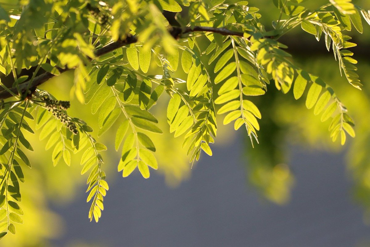 respe_network's tweet photo. 🔴 [Plantes toxiques] ☠️ 150g d'écorces de #robinier faux #acacia 🌿 suffisent pour tuer un #cheval. 
Toute la plante est toxique, notamment l’écorce et les graines, avec une toxicité maximale en automne. 

➡️ https://t.co/GlprAmbSdY https://t.co/spoqDT8mpk