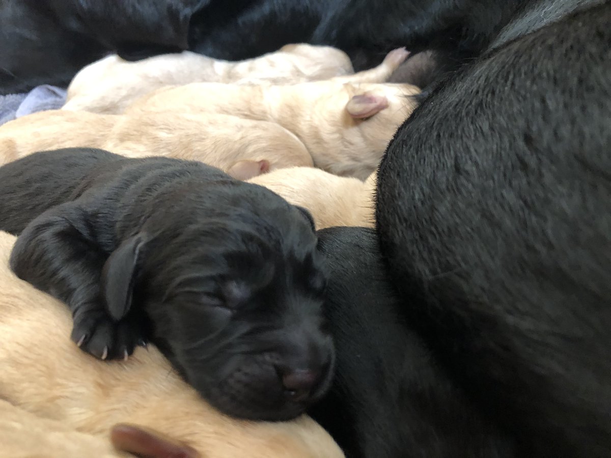 HIT_MD1's tweet photo. A huge @HITTraining @Connect2Care welcome to the latest #HITbaby x 9 courtesy of the beautiful Penny whose human Lorraine works in our HR team. Penny has been known to put in the odd shift at #HITHQ herself & we are delighted to welcome her 7 yellow & 2 black pups to the world π https://t.co/5cezlbx2tA