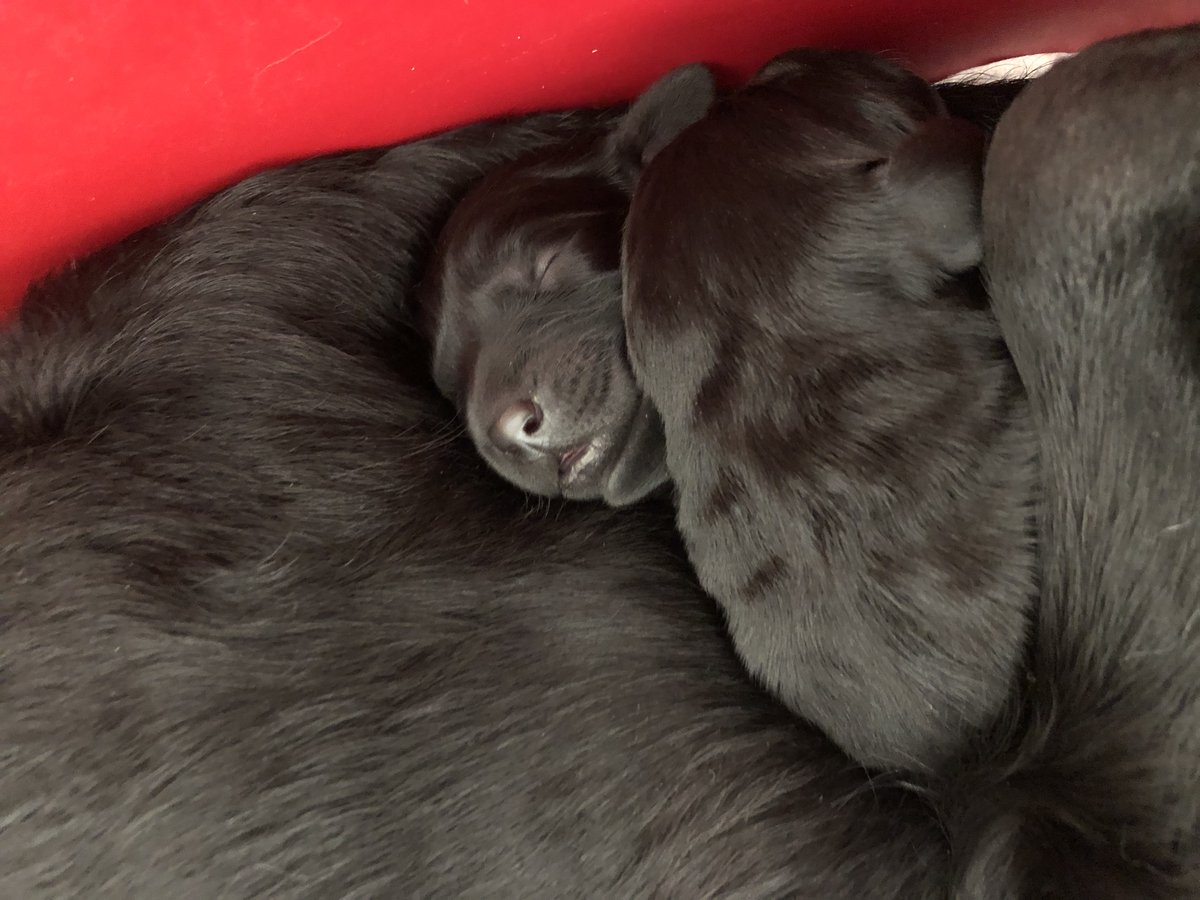 HIT_MD1's tweet photo. A huge @HITTraining @Connect2Care welcome to the latest #HITbaby x 9 courtesy of the beautiful Penny whose human Lorraine works in our HR team. Penny has been known to put in the odd shift at #HITHQ herself & we are delighted to welcome her 7 yellow & 2 black pups to the world π https://t.co/5cezlbx2tA