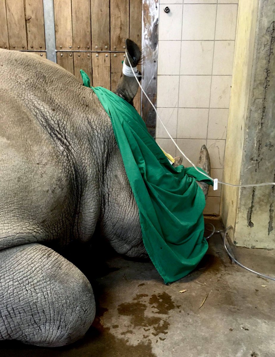 OlPejeta's tweet photo. This is funded by the German Federal Ministry of Education and Research (BMBF).
#NorthernWhiteRhinoRecovery #NajinandFatu #SavetheNorthernWhiteRhinos #SaveOurRhinos #RhinoRecovery #OnlyTwoLeft #StopExtinction #RacingExtinction #OlPejeta #RhinoConservation #biorescue https://t.co/ndSDOPBgn6