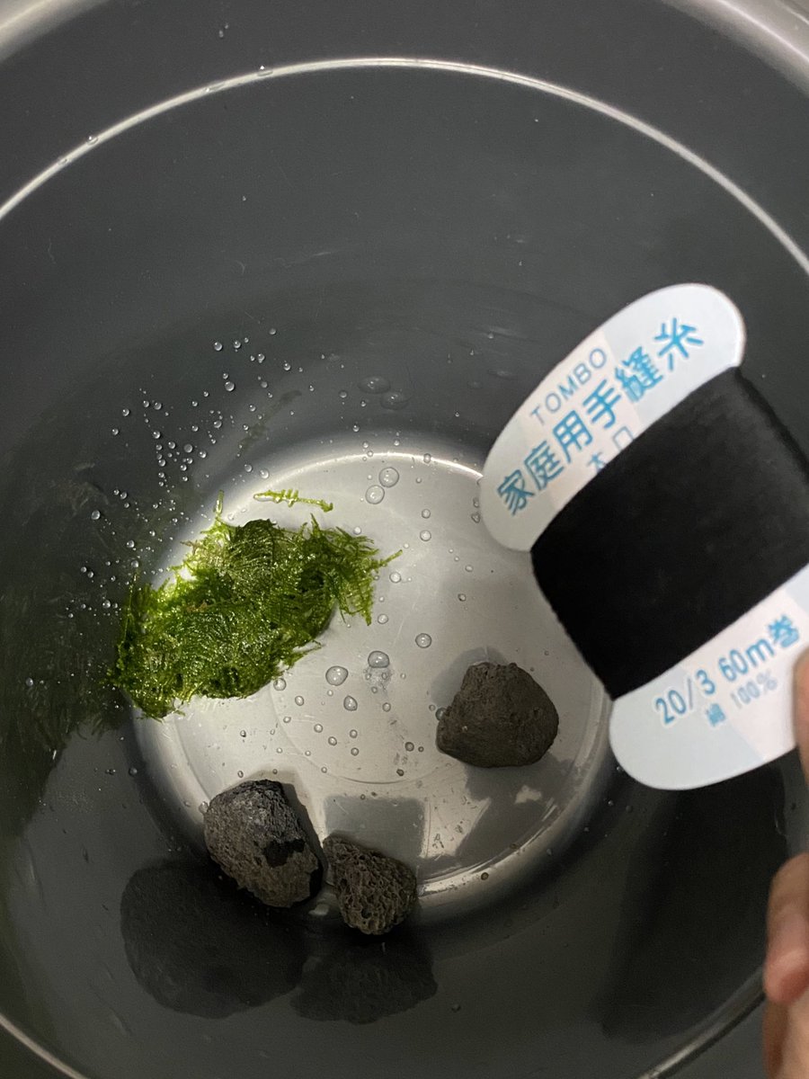 徹 南米ウィローモスを溶岩石に付ける 溶岩石の上に南米ウィローモス置いて木綿糸をぐるぐる巻き付けてドボン まぁ適当っすよこんなん笑 糸が溶ける頃には石に引っ付いてるはず 他にも三種くらい水草買ったけど名前忘れちゃった 徹 南米ウィローモスを溶岩石に付ける 溶岩石の上に南米ウィローモス置いて木綿糸をぐるぐる巻き付けてドボン まぁ適当っすよこんなん笑 糸が溶ける頃には石に引っ付いてるはず 他にも三種くらい水草買ったけど名前忘れちゃった