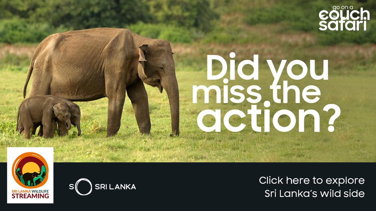 tourismlk's tweet photo. Ever wondered what a day in the life of an elephant is like? Well, here’s your chance to find out!

Watch all our thrill seeking wildlife streams on Facebook, YouTube &amp; on the Sri Lanka Tourism Website (https://t.co/gyPSQ8TKA5)
.
.
#SLvirtualtours #couchsafari https://t.co/0KtHIJ98Ge