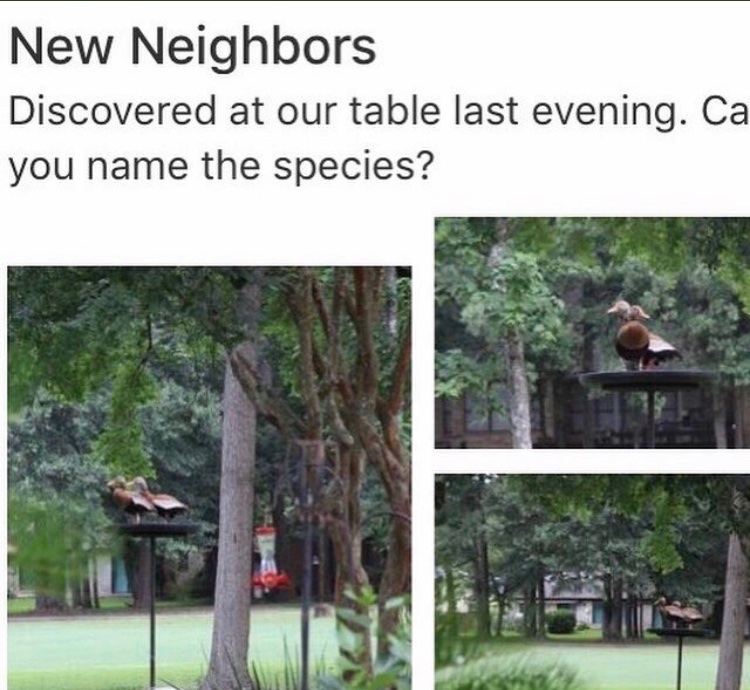 LynneKelly's tweet photo. @BedesBooks @TheMERL These ducks showed up in the neighborhood and Deborah wanted them arrested
#QuackFriday https://t.co/eH295ImAck