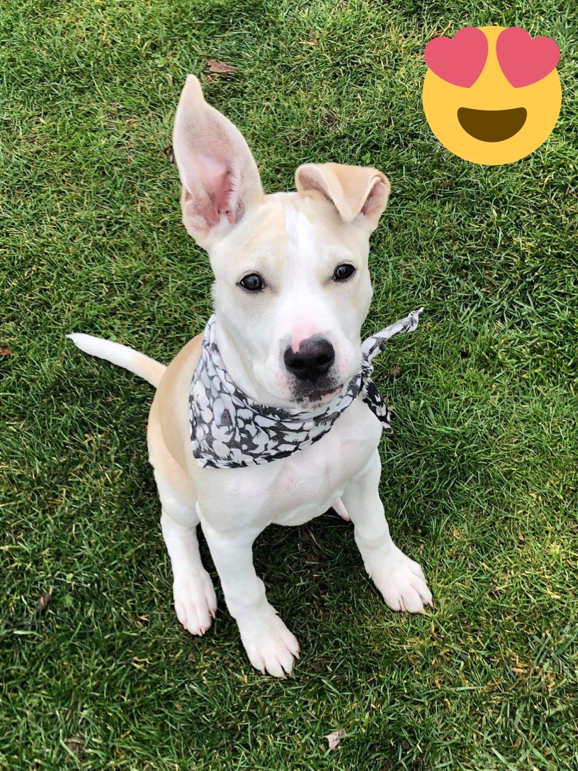 🚨 Cuteness Alert! 🐶

Meet 4 month old Percy! 

This handsome fellow is almost ready to find his very own forever home. 

Applications accepted ONLY on Saturday, November 28th from 10am to 11:30am!

Check out our website tomorrow for more info ➡️ arfontario.com/adopt/dogs/