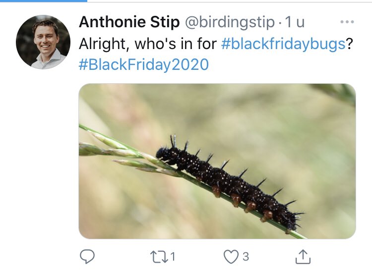insectenopdebo1's tweet photo. #blackfridaybugs, mooie parodie op de Amerikaanse gekte die NL kennelijk veroverd heeft ☹️ Nog boeren met mooie zwarte insecten? https://t.co/ygGBNHeapO