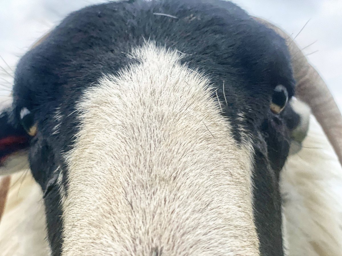 A mother’s meeting or discussions regarding Albert 💗 #sheep #shepherdess #hillfarm #tuppingtime @NFUCountryside