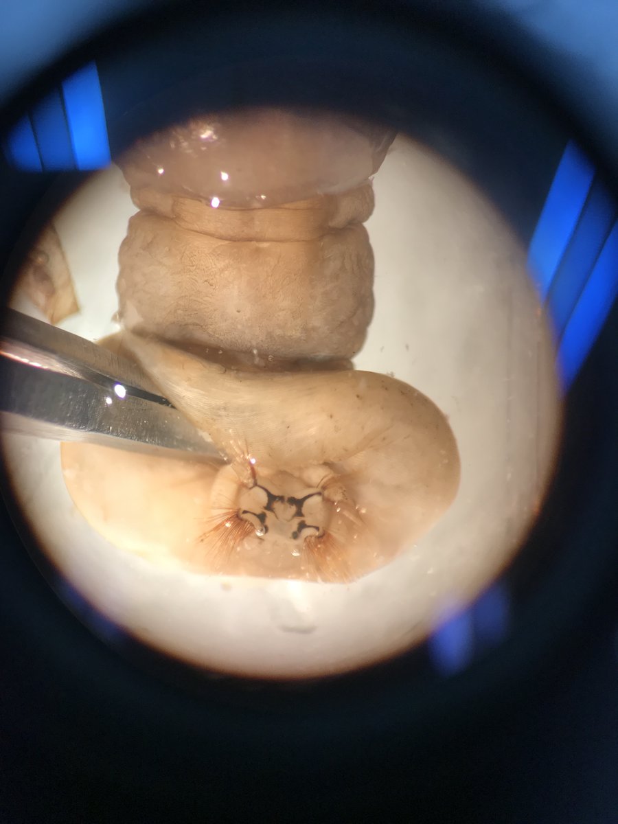CVC_CA's tweet photo. #CVCFieldFinds in the lab! Chantalle is using her microscope to take a closer look @ a purse-making caddisfly, various samples processing & a tipulidae respiratory system up close, commonly has a star-like or alien face on the posterior end of its body! #COOL #ConservationMatters https://t.co/LJJI2mQROG