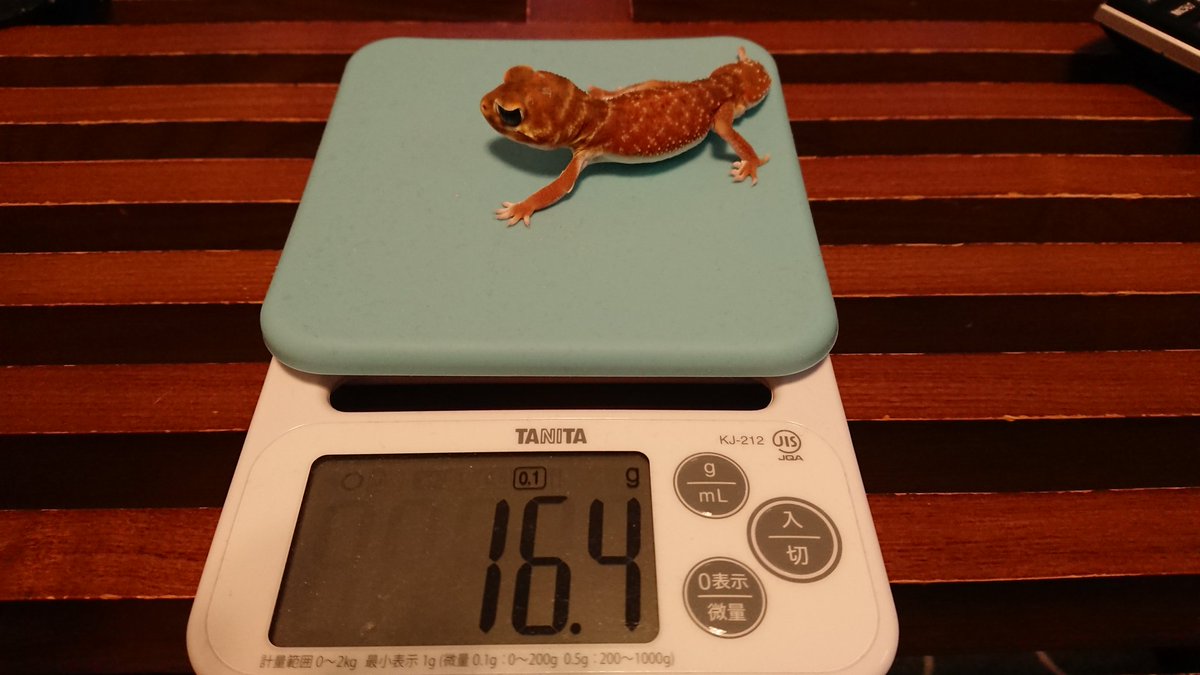 TV3DVAPI42aPr3R's tweet image. ナメ父親 → 16.4g
ナメ４号 → 16.7g 

えっ…生後約２ヶ月なのに…😀
でもかわいい
#ナメハダタマオヤモリ
#かわいい