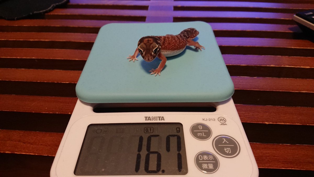 TV3DVAPI42aPr3R's tweet image. ナメ父親 → 16.4g
ナメ４号 → 16.7g 

えっ…生後約２ヶ月なのに…😀
でもかわいい
#ナメハダタマオヤモリ
#かわいい
