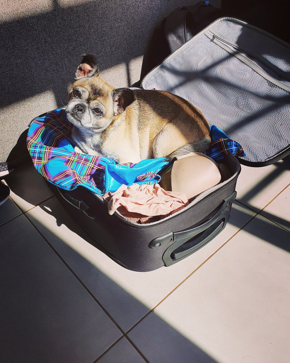 marymacofficial's tweet photo. When you're doing some filming in the house and you look round to find someone has made themselves comfy in your drag bag! Forever breaking my heart our beautiful Apple 😍🍏 #dragdog #tartanqueen #home #dogsoftwitter #pugchihuahua #dragqueen https://t.co/oLQbVQAm1m