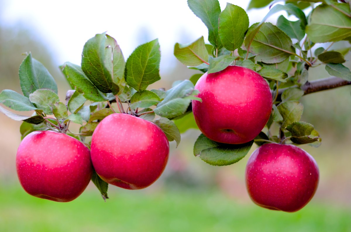 People can actually be afraid of apples and there is a name for it 😱:
#Malusdomesticaphobia: The fear of apples 🍎
#didyouknow #apples #recipes #ScotianGoldApples https://t.co/CMJcUaR0Q5
