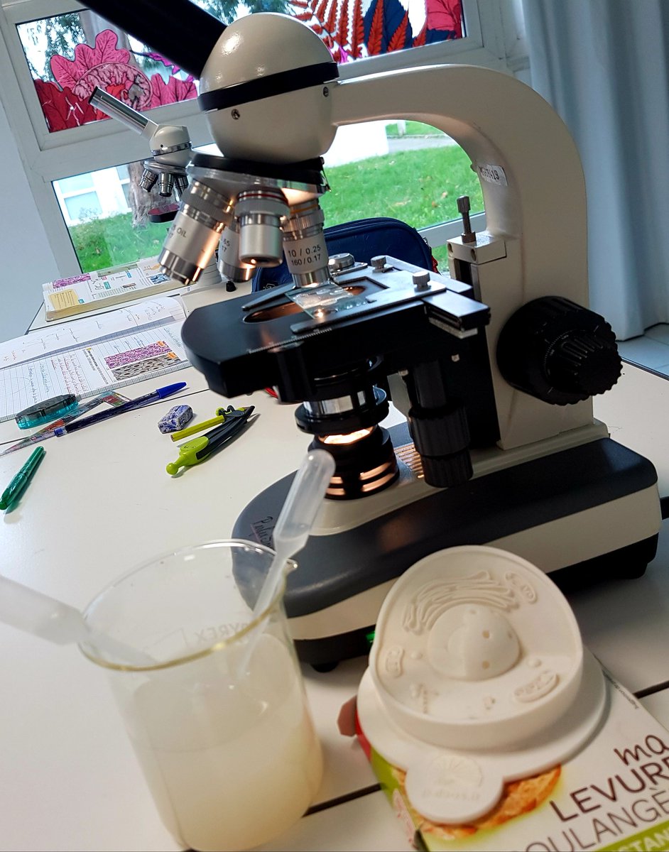 Julien Cabioch Observation De Cellules De Levure Boulangere Au Microscope Optique En 6eme X640 Unicellulaire Svt